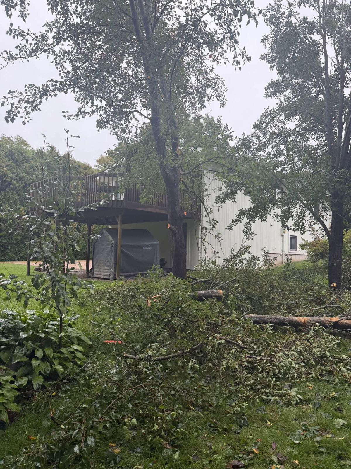 Before: cut tree limbs and branches covering the back lawn below a deck