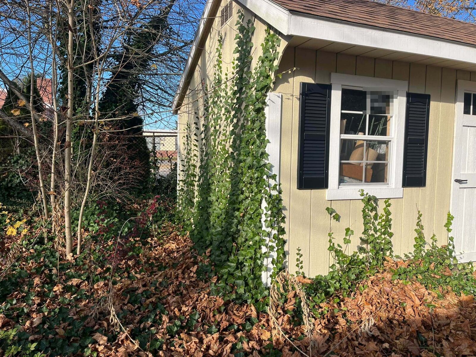 Before: ivy climbing a shed wall with dead leaves piled around it