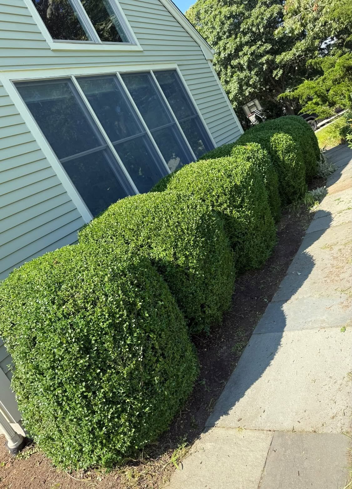 Row of neatly trimmed, rounded shrubs along the side of a house