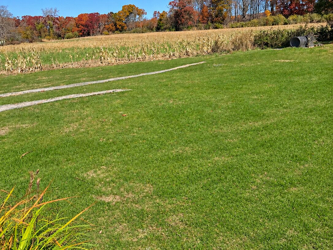 After: the same area with a green lawn